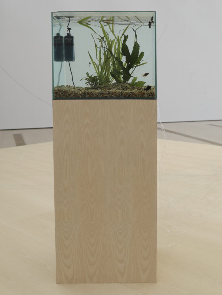 Yuko Mohri. Flutter, 2018 - 2025. Fényképezés: Belén de Benito