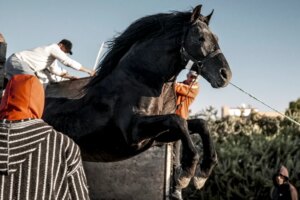 A New York-i Filmfesztivál aktuális sorozata a Bardi világpremier vezetésével